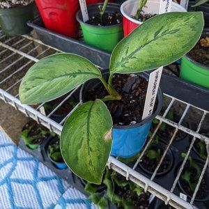 Homalomena 'Selby' 4 inch Live Rooted Plant